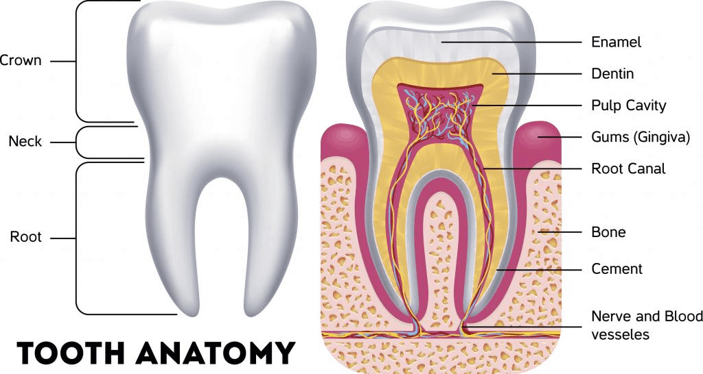 my front teeth very sensitive